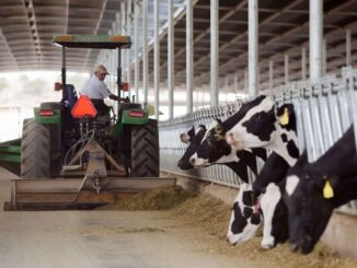 Exigen diputados PAN solución inmediata a crisis de productores lecheros en Chihuahua