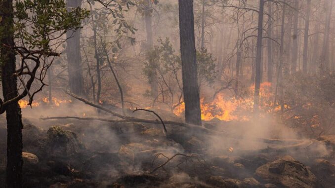 incendio-forestal-en-moris-sin-riesgo-para-la-poblacion.jpeg Incendio forestal en Moris sin riesgo para la población