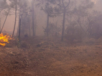 Combaten 164 brigadistas 11 incendios forestales activos en la entidad