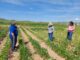 Apoya Gobierno del Estado a productores con gastos de seguros agrícolas