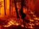 Registra SDR 289 incendios forestales en lo que va de 2025