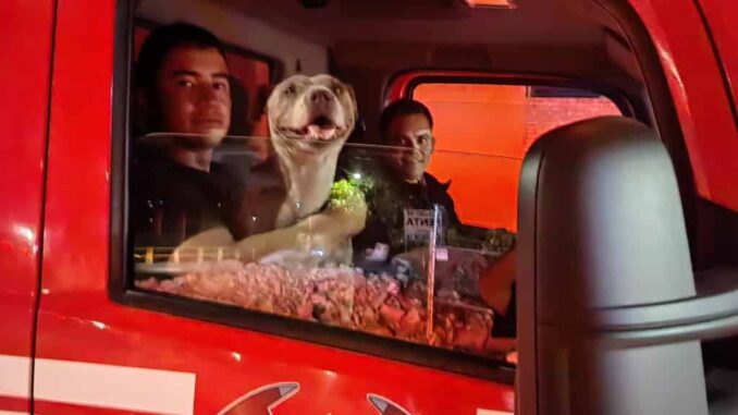rescatan-bomberos-de-cuauhtemoc-a-perrita-atrapada-en-dren-pluvial.jpeg Rescatan Bomberos de Cuauhtémoc a perrita atrapada en dren pluvial
