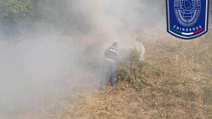 destruye-aei-plantio-de-marihuana-en-guadalupe-y-calvo.jpg Destruye AEI plantío de marihuana en Guadalupe y Calvo