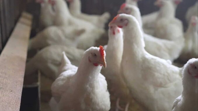 Salud detecta primer caso humano en México de influenza aviar A(H5N1)