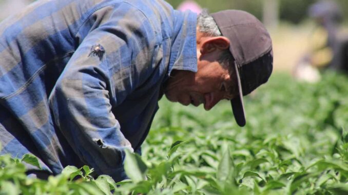 Invita SDR a participar en la convocatoria para adquirir semilla de pradera