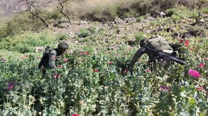 ejercito-destruye-459-plantios-de-amapola-y-212-de-mariguana.jpg Ejército destruye 459 plantíos de amapola y 212 de mariguana