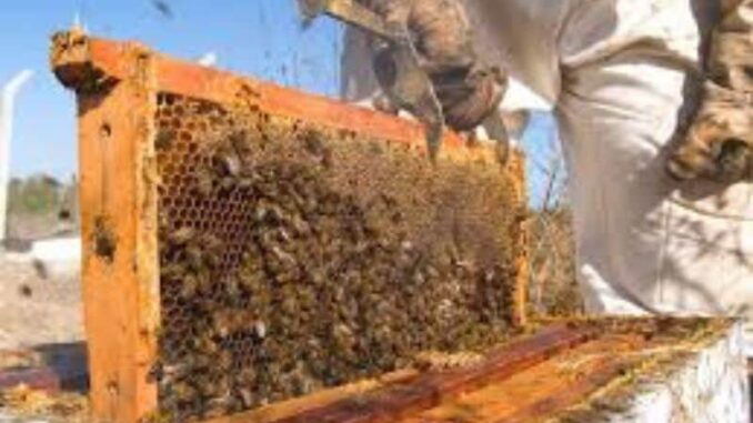 abejas.jpg
