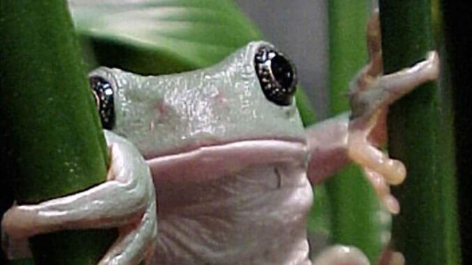 expertas-de-la-unam-buscan-en-ranas-moleculas-para-combatir-enfermedades-inflamatorias.jpg Expertas de la UNAM buscan en ranas moléculas para combatir enfermedades inflamatorias