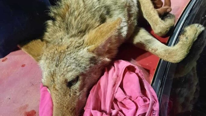 coyote-rescatado-en-vistas-del-norte-fue-entregado-por-bomberos-a-ecologia-municipal.jpeg Coyote rescatado en Vistas del Norte fue entregado por Bomberos a Ecología municipal