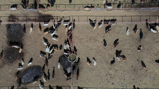agricultura-hablara-con-eeuu-sobre-ganado-y-campana-contra-el-gusano-barrenador.jpg Agricultura hablará con EE.UU. sobre ganado y campaña contra el gusano barrenador