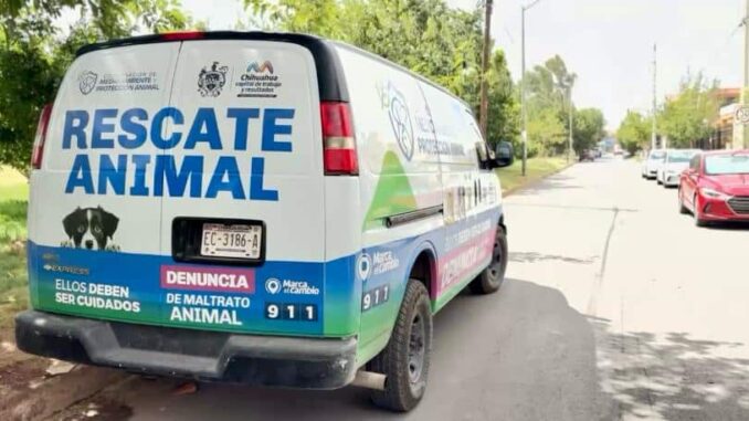 atiende-municipio-caso-de-perros-pitbull-que-lesionaron-a-otros-caninos.jpeg Atiende Municipio caso de perros pitbull que lesionaron a otros caninos