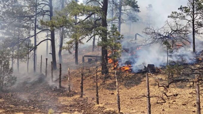 reporta-sdr-11-incendios-forestales-activos-en-chihuahua-este-sabado.jpeg Reporta SDR 11 incendios forestales activos en Chihuahua este sábado