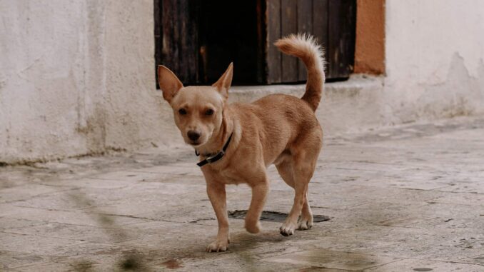 mascotas-tambien-requieren-curp-multa-por-no-tramitarla-es-de-2-mil-pesos.jpg Mascotas también requieren CURP; multa por no tramitarla es de 2 mil pesos