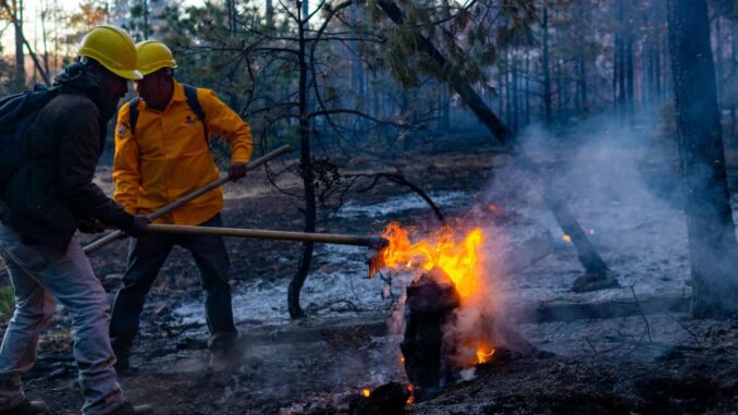 Liquidan combatientes incendio forestal en Guadalupe y Calvo