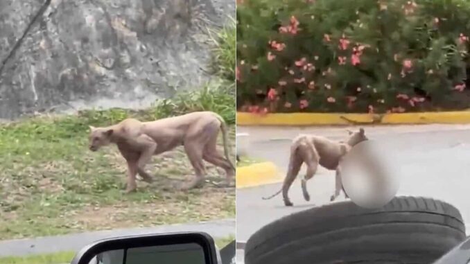 video-reportan-avistamiento-de-puma-en-monterrey.jpg #Video Reportan avistamiento de Puma en Monterrey