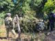 Destruye célula BOI más de 6 mil plantas de marihuana en Moris