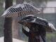 Activan Alertas Naranja y Amarilla en la CDMX por fuertes lluvias para hoy 30 de junio