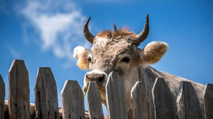 Cierre fronterizo de EE.UU. al ganado mexicano provoca alza de precios