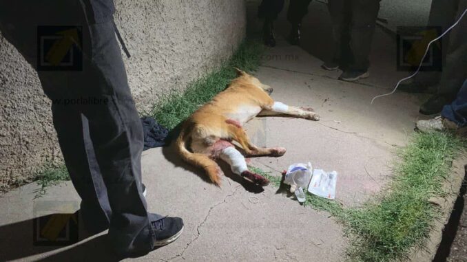 detienen-a-hombre-por-disparar-a-un-perro-y-amenazar-a-menores-en-la-colonia-sierra-azul.jpeg Detienen a hombre por disparar a un perro y amenazar a menores en la colonia Sierra Azul