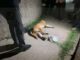 Detienen a hombre por disparar a un perro y amenazar a menores en la colonia Sierra Azul
