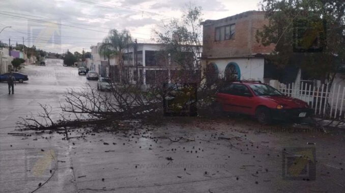 cae-arbol-de-gran-tamano-sobre-vehiculo-y-barandal-en-la-colonia-lealtad-i.jpeg Cae árbol de gran tamaño sobre vehículo y barandal en la colonia Lealtad I