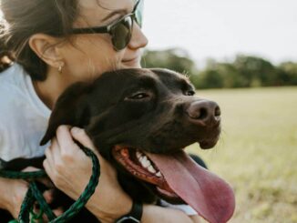 Aprueban custodia compartida de mascotas en caso de divorcio, ¿en dónde?