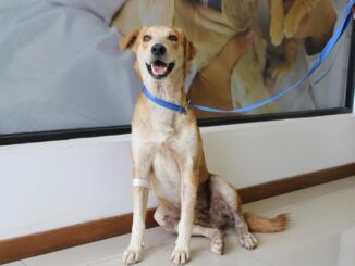 ¡Dales hogar a perros rescatados! Municipio invita a “Adopta como Héroe” en Parque El Reliz