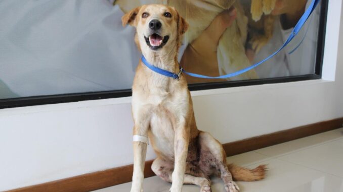¡Dales hogar a perros rescatados! Municipio invita a “Adopta como Héroe” en Parque El Reliz