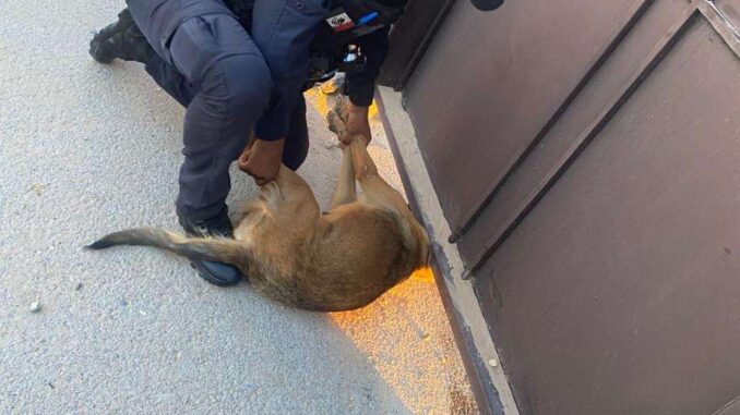 rescatan-a-perro-atorado-en-barandal.jpeg Rescatan a perro atorado en barandal