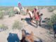 Localizan sanos y a salvos a los hermanitos Rarámuris extraviados en la serranía de Ascensión