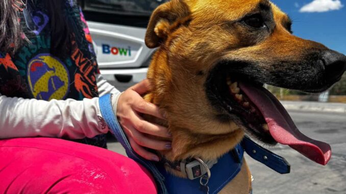 informa-bowi-sobre-requisitos-e-indicaciones-al-llevar-un-perro-guia-o-de-apoyo-emocional.jpeg Informa Bowí sobre requisitos e indicaciones al llevar un perro guía o de apoyo emocional
