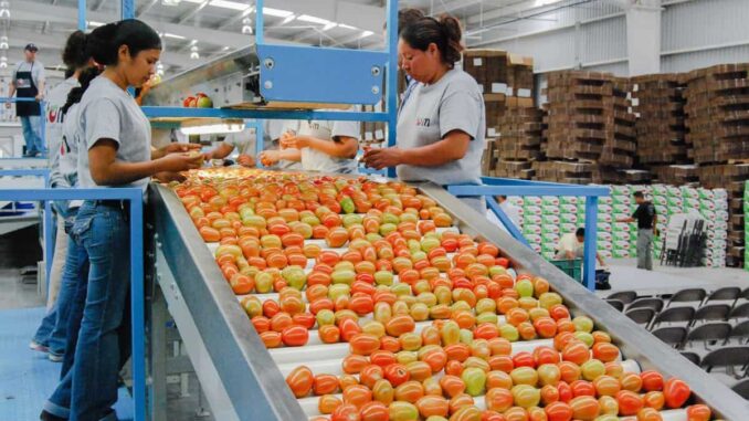 Sader y Economía fijan precios mínimos de exportación para el jitomate