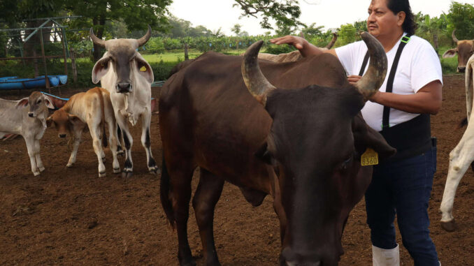 Ganaderos mexicanos enfrentan sobrecostos de 400 millones de dólares por gusano barrenador