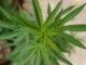 Gobierno de la Ciudad de México reubica puntos para el consumo lúdico de mariguana