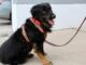 Encuentra hogar perrito Valentín; sobrevivió a un charco de chapopote