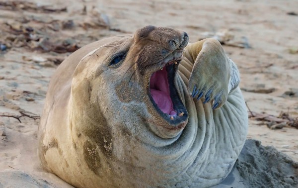 middle-foca-aiXLOOvML.jpg